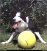 [RattlerScans - Gone to the Dogs] Border Collie