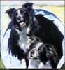 [RattlerScans - Gone to the Dogs] Border Collie