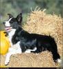 [RattlerScans - Gone to the Dogs] Border Collie