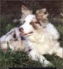 [RattlerScans - Gone to the Dogs] Border Collie