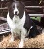 [RattlerScans - Gone to the Dogs] Border Collie