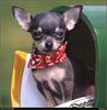 [RattlerScans - Gone to the Dogs] Chihuahua