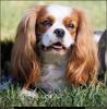 [RattlerScans - Gone to the Dogs] Cavalier King Charles Spaniel