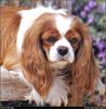 [RattlerScans - Gone to the Dogs] Cavalier King Charles Spaniel