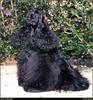 [RattlerScans - Gone to the Dogs] Cocker Spaniel