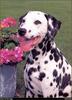 [RattlerScans - Gone to the Dogs] Dalmatian