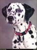 [RattlerScans - Gone to the Dogs] Dalmatian