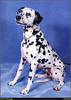 [RattlerScans - Gone to the Dogs] Dalmatian