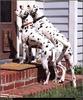 [RattlerScans - Gone to the Dogs] Dalmatian