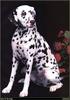 [RattlerScans - Gone to the Dogs] Dalmatian