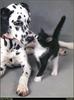 [RattlerScans - Gone to the Dogs] Dalmatian
