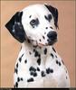 [RattlerScans - Gone to the Dogs] Dalmatian