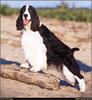 [RattlerScans - Gone to the Dogs] Springer Spaniel