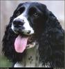 [RattlerScans - Gone to the Dogs] Springer Spaniel