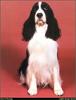 [RattlerScans - Gone to the Dogs] Springer Spaniel