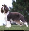 [RattlerScans - Gone to the Dogs] Springer Spaniel