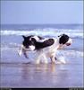 [RattlerScans - Gone to the Dogs] Springer Spaniel
