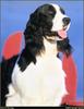 [RattlerScans - Gone to the Dogs] Springer Spaniel