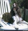 [RattlerScans - Gone to the Dogs] Springer Spaniel