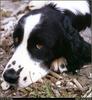 [RattlerScans - Gone to the Dogs] Springer Spaniel