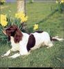 [RattlerScans - Gone to the Dogs] Springer Spaniel