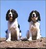 [RattlerScans - Gone to the Dogs] Springer Spaniel