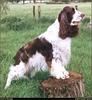 [RattlerScans - Gone to the Dogs] Springer Spaniel