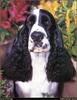 [RattlerScans - Gone to the Dogs] Springer Spaniel