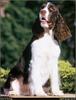 [RattlerScans - Gone to the Dogs] Springer Spaniel