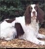 [RattlerScans - Gone to the Dogs] Springer Spaniel