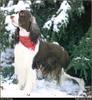 [RattlerScans - Gone to the Dogs] Springer Spaniel