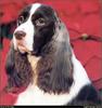 [RattlerScans - Gone to the Dogs] Springer Spaniel