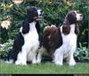 [RattlerScans - Gone to the Dogs] Springer Spaniel