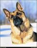 [RattlerScans - Gone to the Dogs] German Shepherd