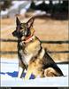 [RattlerScans - Gone to the Dogs] German Shepherd