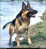 [RattlerScans - Gone to the Dogs] German Shepherd