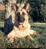 [RattlerScans - Gone to the Dogs] German Shepherd