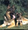 [RattlerScans - Gone to the Dogs] German Shepherd