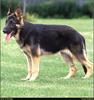 [RattlerScans - Gone to the Dogs] German Shepherd