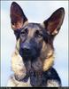 [RattlerScans - Gone to the Dogs] German Shepherd