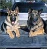 [RattlerScans - Gone to the Dogs] German Shepherd