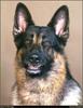 [RattlerScans - Gone to the Dogs] German Shepherd