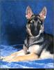 [RattlerScans - Gone to the Dogs] German Shepherd