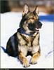 [RattlerScans - Gone to the Dogs] German Shepherd