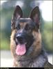 [RattlerScans - Gone to the Dogs] German Shepherd