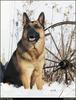 [RattlerScans - Gone to the Dogs] German Shepherd