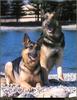 [RattlerScans - Gone to the Dogs] German Shepherd