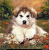 [RattlerScans - Gone to the Dogs] Alaskan Malamute
