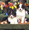 [RattlerScans - Gone to the Dogs] Australian Shepherd