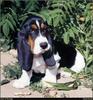 [RattlerScans - Gone to the Dogs] Basset Hound